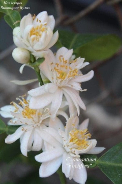 C. aurantium Foetifera1